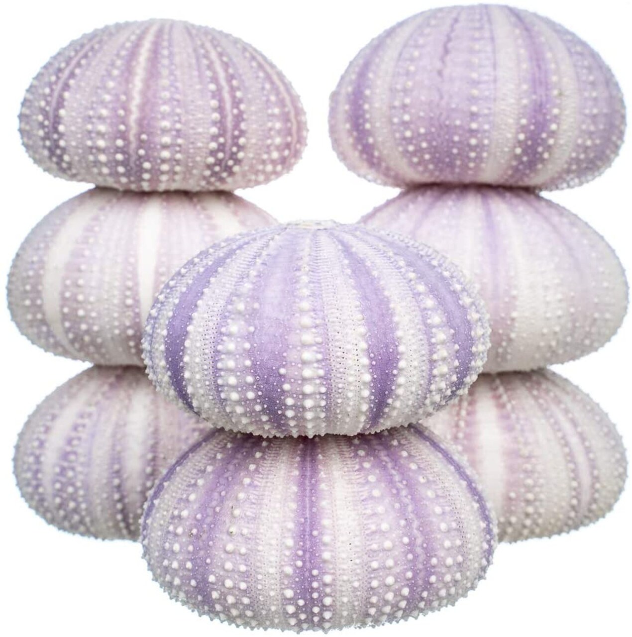 Sea Urchin 8 Purple Sea Urchin Shells 1.5"-2.5" for Craft and Décor